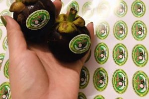 In tem nhãn măng cụt tại Hà Nội